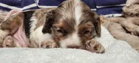 Party boy, a male Cocker Spaniel for sale in Hickory Grove, SC – 5 of 7