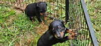 Girls, a female Doberman Pinscher for sale in Hickory Grove, SC – 8 of 9