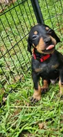 Red male, a male Doberman Pinscher for sale in Hickory Grove, SC – 2 of 4