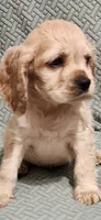 Honey girl, a female Cocker Spaniel for sale in Hickory Grove, SC – 1 of 10