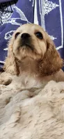 Honey girl, a female Cocker Spaniel for sale in Hickory Grove, SC – 8 of 10