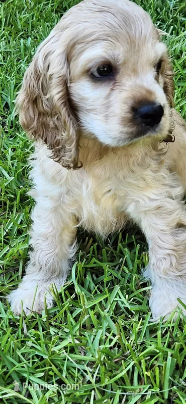 Buff male – Cocker Spaniel puppy for sale in Hickory Grove, SC