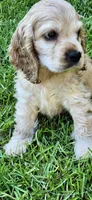 Buff male, a male Cocker Spaniel for sale in Hickory Grove, SC – 1 of 8