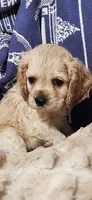Honey girl, a female Cocker Spaniel for sale in Hickory Grove, SC – 5 of 10
