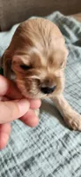 Green collared male, a male Cocker Spaniel for sale in Hickory Grove, SC – 3 of 7