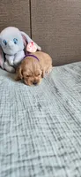 Purple girl, a female Cocker Spaniel for sale in Hickory Grove, SC – 3 of 6