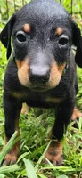 Green male, a male Doberman Pinscher for sale in Hickory Grove, SC – 2 of 3