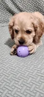 Honey girl, a female Cocker Spaniel for sale in Hickory Grove, SC – 6 of 10