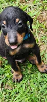 Blue male, a male Doberman Pinscher for sale in Hickory Grove, SC – 1 of 4