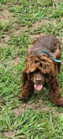Solid brown face, a male Cocker Spaniel for sale in Hickory Grove, SC – Photo 8 of 8