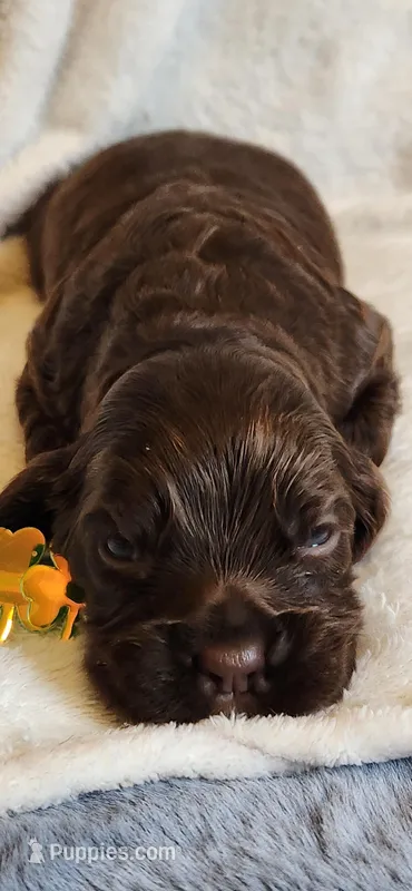 Solid brown face – Cocker Spaniel puppy for sale in Hickory Grove, SC