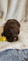 Solid brown face, a male Cocker Spaniel for sale in Hickory Grove, SC – Photo 3 of 8