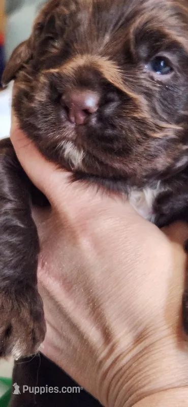 Solid brown face – Cocker Spaniel puppy for sale in Hickory Grove, SC