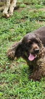 Solid black female, a female Cocker Spaniel for sale in Hickory Grove, SC – 4 of 5