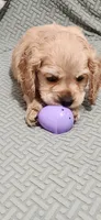 Honey girl, a female Cocker Spaniel for sale in Hickory Grove, SC – 3 of 10