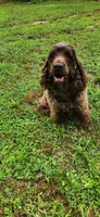 Buff male, a male Cocker Spaniel for sale in Hickory Grove, SC – 5 of 8