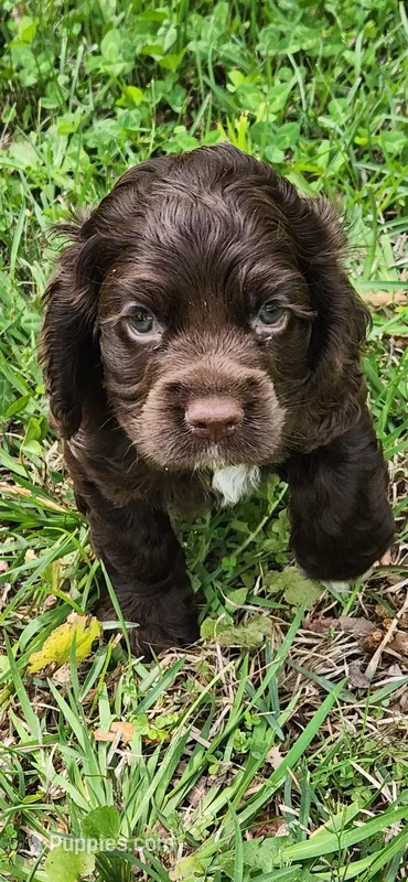 Solid brown face – Cocker Spaniel puppy for sale in Hickory Grove, SC