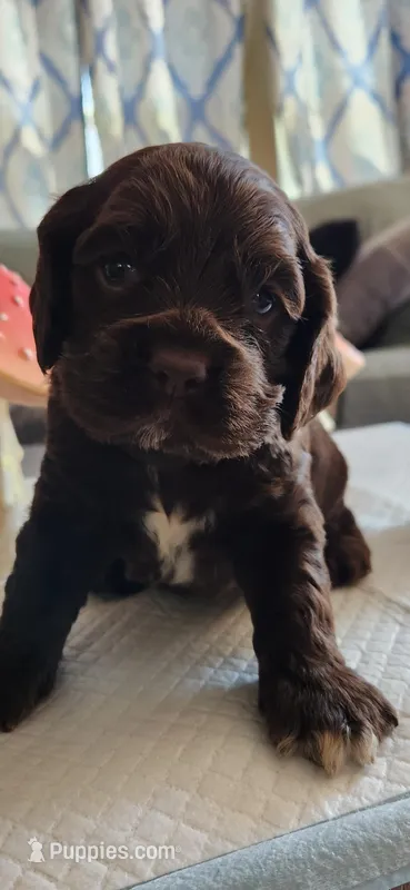 Solid brown face – Cocker Spaniel puppy for sale in Hickory Grove, SC