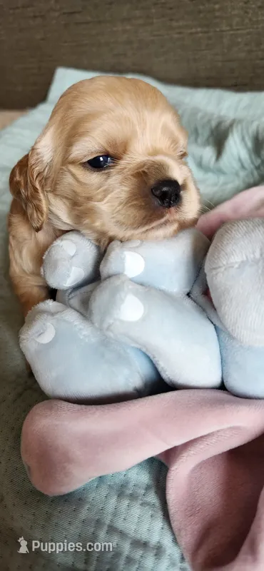 Orange girl – Cocker Spaniel puppy for sale in Hickory Grove, SC