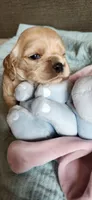 Orange girl, a female Cocker Spaniel for sale in Hickory Grove, SC – 1 of 6
