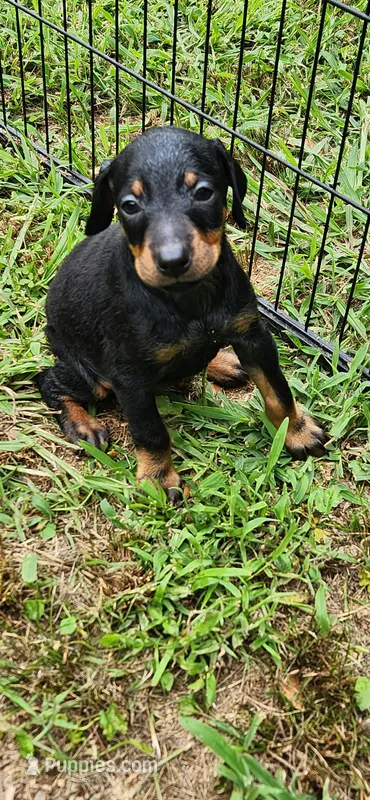 Girls – Doberman Pinscher puppy for sale in Hickory Grove, SC