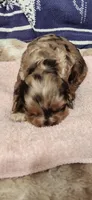 Mocha merle, a female Cocker Spaniel for sale in Hickory Grove, SC – 4 of 5