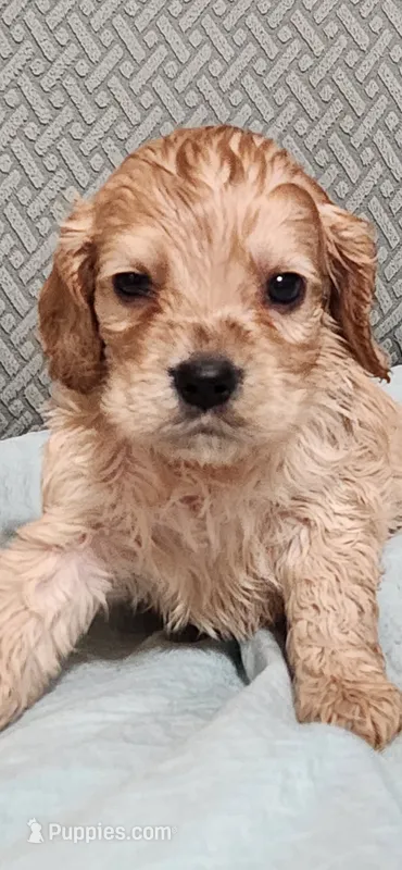 Green collared male – Cocker Spaniel puppy for sale in Hickory Grove, SC
