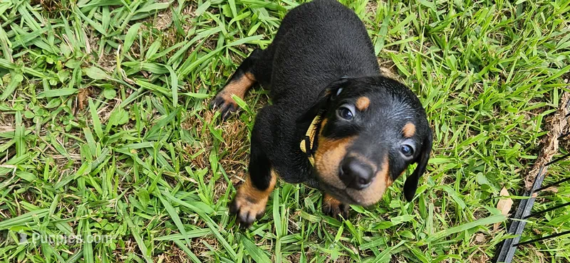 Yellow male – Doberman Pinscher puppy for sale in Hickory Grove, SC