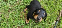 Yellow male, a male Doberman Pinscher for sale in Hickory Grove, SC – 1 of 5