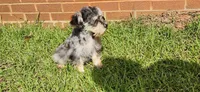 Marlin, a male Miniature Schnauzer for sale in Hickory Grove, SC – 6 of 8