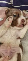Party boy, a male Cocker Spaniel for sale in Hickory Grove, SC – 6 of 7