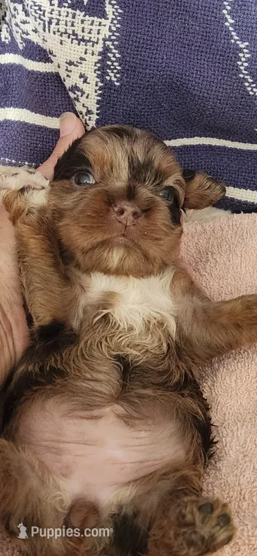 Mocha merle – Cocker Spaniel puppy for sale in Hickory Grove, SC