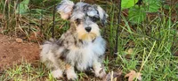 Marlin, a male Miniature Schnauzer for sale in Hickory Grove, SC – 8 of 8