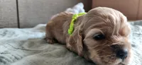 Green girl, a female Cocker Spaniel for sale in Hickory Grove, SC – 3 of 6