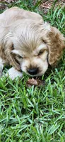Buff male, a male Cocker Spaniel for sale in Hickory Grove, SC – 3 of 8