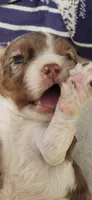 Party boy, a male Cocker Spaniel for sale in Hickory Grove, SC – 4 of 7