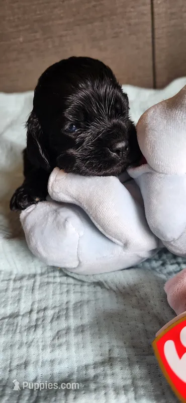Solid black female – Cocker Spaniel puppy for sale in Hickory Grove, SC