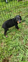 Yellow male, a male Doberman Pinscher for sale in Hickory Grove, SC – 3 of 5