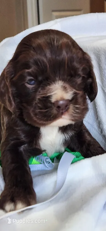 Chocolate male white chin – Cocker Spaniel puppy for sale in Hickory Grove, SC