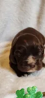 Chocolate male white chin, a male Cocker Spaniel for sale in Hickory Grove, SC – Photo 3 of 9