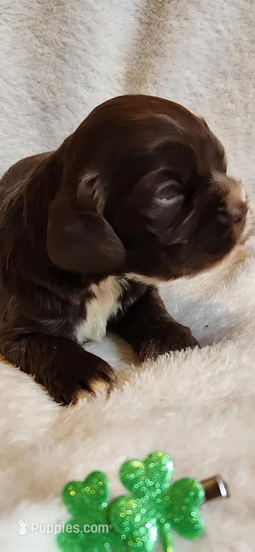 Chocolate male white chin – Cocker Spaniel puppy for sale in Hickory Grove, SC