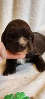 Chocolate male white chin, a male Cocker Spaniel for sale in Hickory Grove, SC – Photo 6 of 9