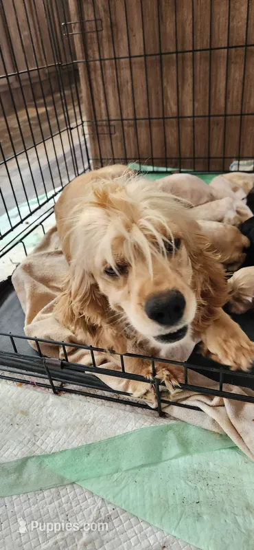 Grey collar male – Cocker Spaniel puppy for sale in Hickory Grove, SC
