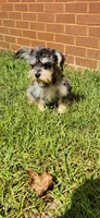 Marlin, a male Miniature Schnauzer for sale in Hickory Grove, SC – 2 of 8