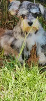 Marlin, a male Miniature Schnauzer for sale in Hickory Grove, SC – 5 of 8