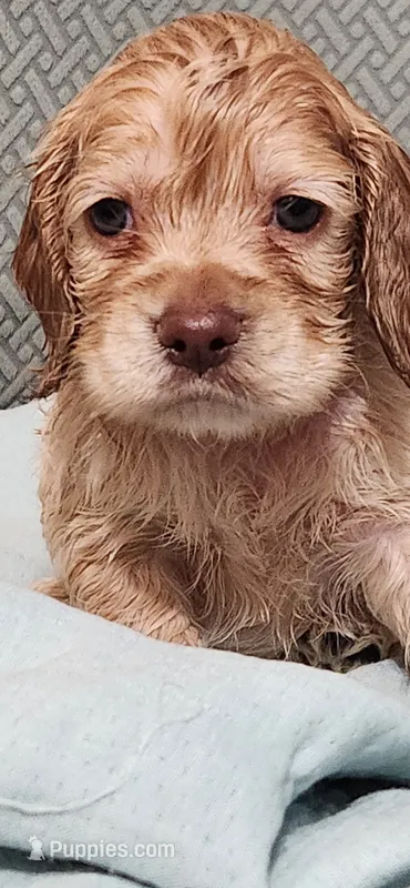 Grey collar male – Cocker Spaniel puppy for sale in Hickory Grove, SC