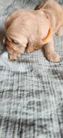 Orange girl, a female Cocker Spaniel for sale in Hickory Grove, SC – 5 of 6