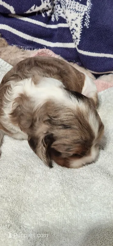 Party boy – Cocker Spaniel puppy for sale in Hickory Grove, SC