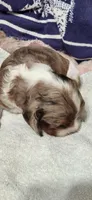 Party boy, a male Cocker Spaniel for sale in Hickory Grove, SC – 1 of 7