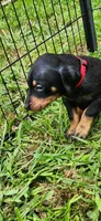 Red male, a male Doberman Pinscher for sale in Hickory Grove, SC – 3 of 4